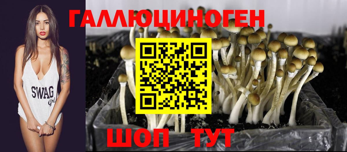 Тихвин  Галлюциногенные грибы Cubensis  Вход с VPN 